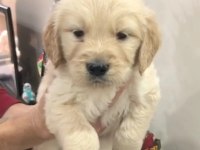 Golden retriever yavrular