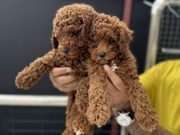 Ankaranın en seçkin toy poodle yavruları
