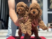 Petmode köpek çiftliğinde ziyarete açık toy poodle