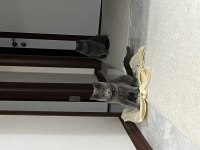 Ücretsiz sahiplendirilecektir 1 yaşında British Shorthair