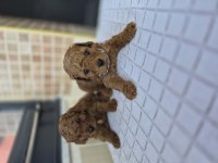 Toy poodle yavrular