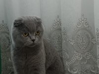Acil sahiplendirme scottish fold takas olur