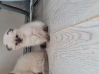 Safkan anne baba Blue point british shorthair bebekler