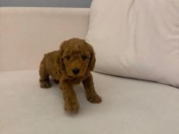 Wc eğitimli  toy poodle yavruları