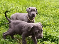 Cane corso erkek 2,5 aylık