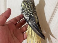 65 Günlük Full Evcil Kusursuz Bebek Sultan