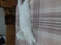 Scottish fold kızımıza yuva aile ariyoruz