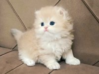 British Longhair ve Shorthair Sevecen Yavrularımız