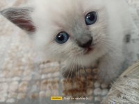 British shorthair blue point yavrular