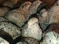 Yumurtaya Yakın Bıldırcınlar