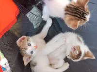 DİKKAT KALBİNİZİ ÇALMAYA GELDİLER PAMUK ÇOCUK KEDİLER