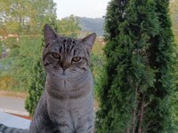 1 yaşında uysal british shorthair