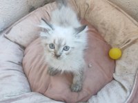 British longhair uygun puanlı