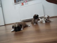0 numara orijinal safkan şecereli shih tzu yavruları 3 erkek