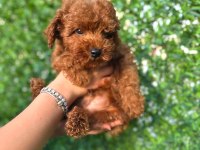 Toy Poodle Köpeğimiz 3 Aylık