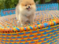 Pomeranian Fox Teddy Bear Gülen Surat