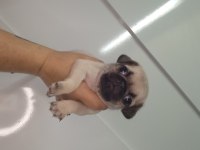 Dişi erkek pug bebekler