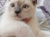 British Blue Point Erkek Kedimiz 3 Aylık