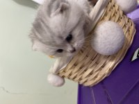 A kalitede Scottish fold yavrular