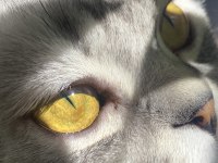 Scottish Fold (erkek) – Yeni yuvasını arıyor