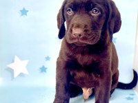 EN GÜZEL LABRADOR BEBEKLER