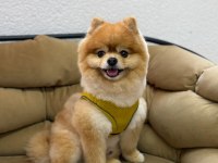 POMERANİAN BOO AYI SURAT A KALİTE