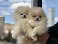 Ultra kalite tea cup pomeranian yavrularımız