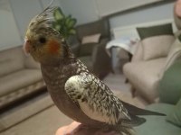 Full Evcil Sultan Papağanı