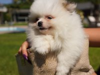 Tea Cup ORJİNAL Toy Poodle Yavrularımız