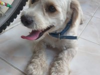 Cins köpek