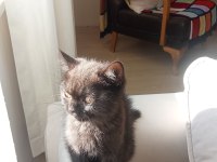 British shorthair kahverengi kedimiz