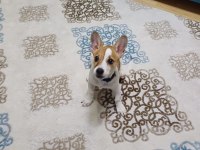 6 aylık terrier yavrumuz