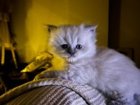 Anne altından 2 aylık chinchilla yavrular