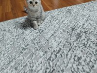 British shorthair yavru