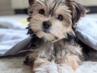 Morkie İstenirse Kapınıza Teslim Yavrular