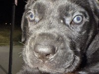 55 Günlük Çipli kimlikli ERKEK CANE CORSO YAVRU