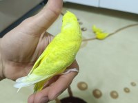 Yetişkin ve yavru eğitime açık muhabbet kuşları