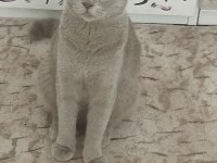 Yavru scottish fold kediler