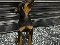 Doberman Yavrularım Erkek ve Dişi