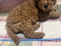 Güzeler güzeli kilo garantili poodle bebekler
