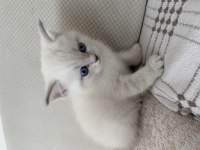 British shorthair annemizin ilk yavruları