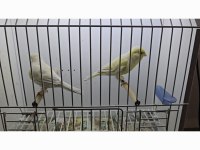 Opal sarı mozaik ve feo kanarya