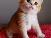 Golden Erkek Yavru British Shorthair