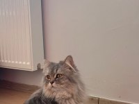British kızıma eş arıyoruz