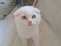 Yavru Scottish Fold