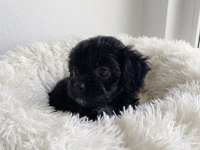 Teacup black poodle