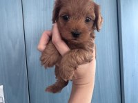 F1 MALTİPOO YAVRULARIM YENİ EVİNİ BEKLİYOR