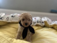 Yakışıklı oğlumuz maltipoo