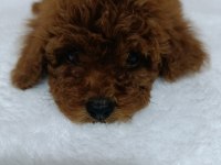 Kore Kan Poodle Bebekler