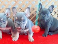 LİLAC TAN QUAD ve BLUE QUAD ÜST SEVİYE FRENCH BULLDOG